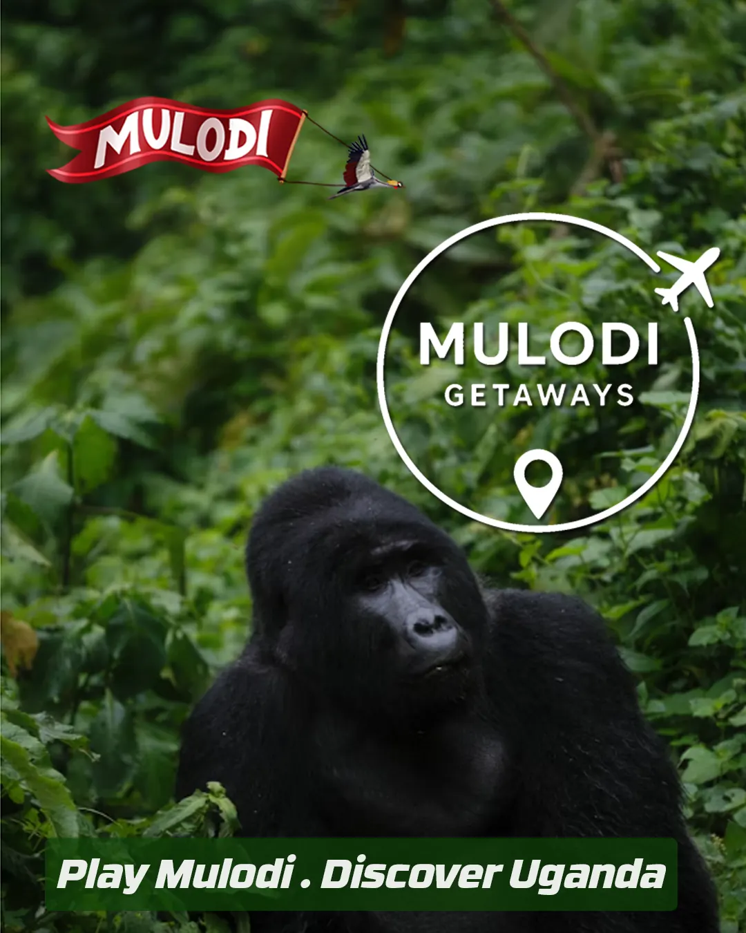 Mountain gorilla, Bwindi